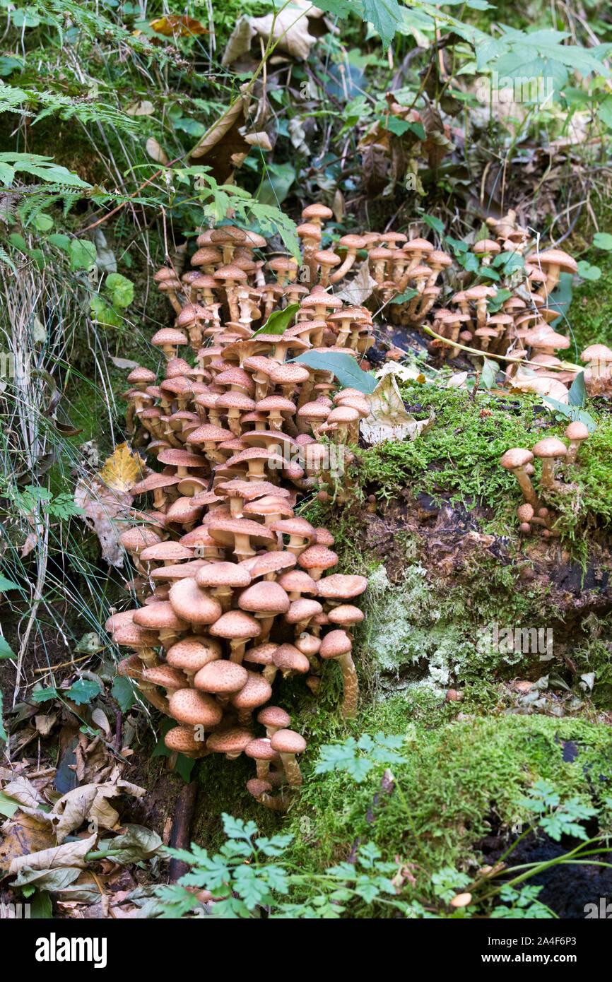 Picture of mushroom taken in Valtellina, Italy Stock Photo