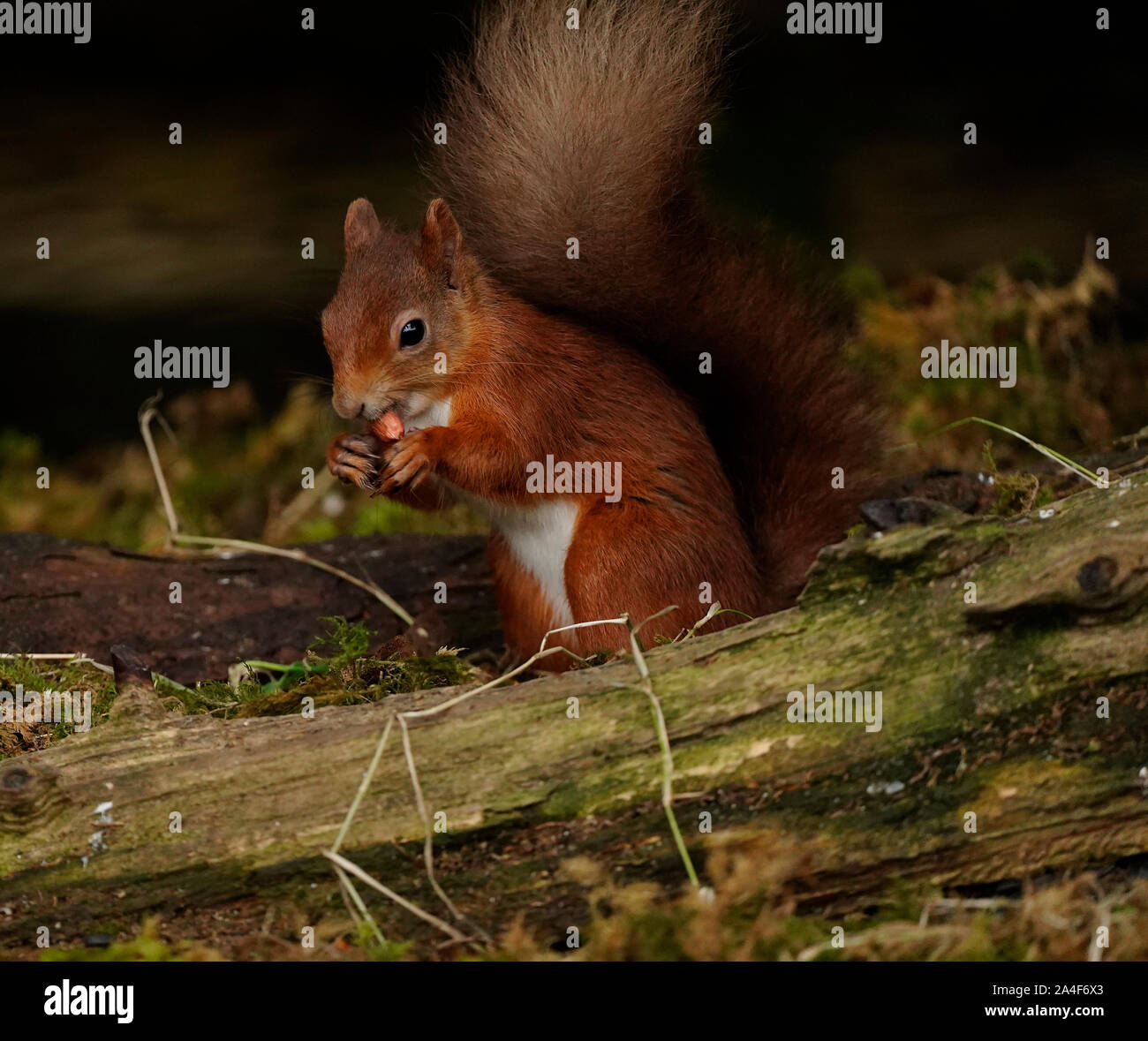 Cute Red Squirrel with a bushy tail Stock Photo