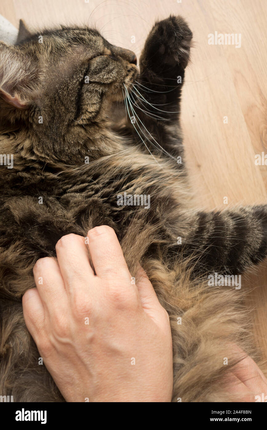 caressing a domestic cat Stock Photo