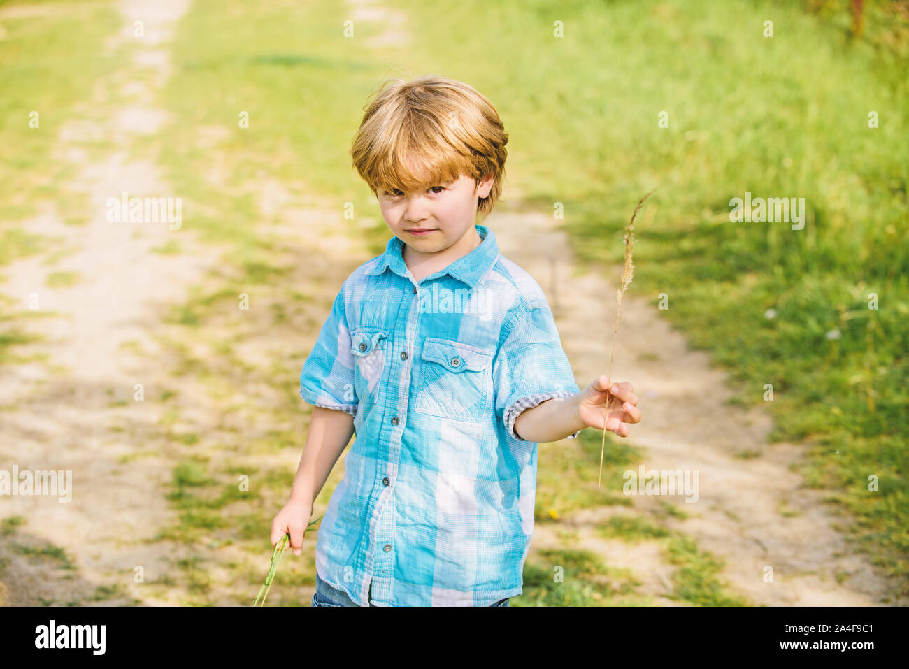 little boy hold spikelet grass in hand. new life. human and nature. small kid walking outdoor. earth day. Eco future. summer activity. farming and agriculture. happy child farmer. spring harvest. Stock Photo