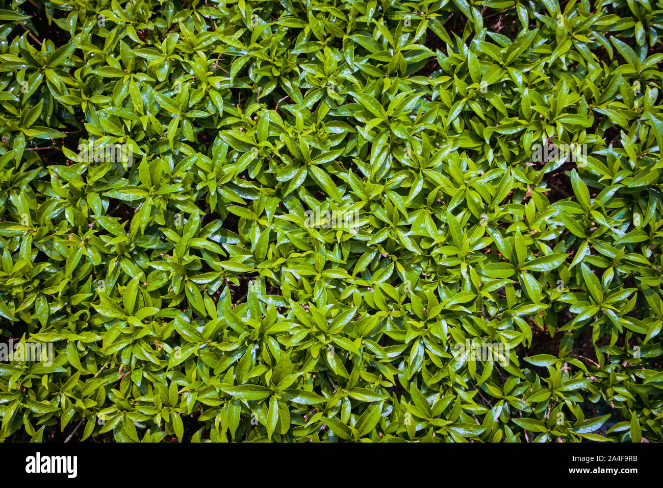 Background texture green leaves close up in park Stock Photo - Alamy