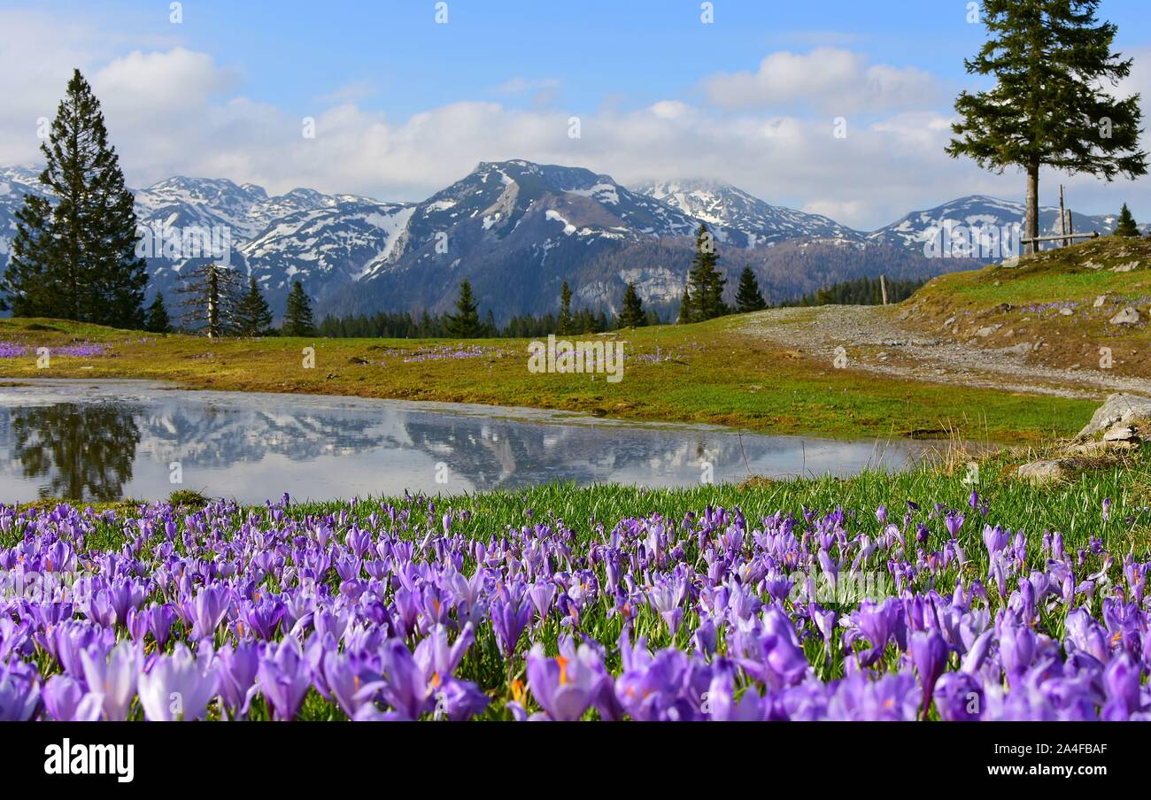 Amazing spring landscape from Slovenia, Europe. Velika planina in the heart of the Kamnik Alps. with a small lake surrounded by saffron . Stock Photo
