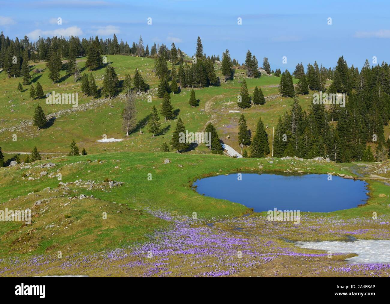 Amazing spring landscape from Slovenia. Velika planina in the heart of the Kamnik Alps. With patches of the last snow, small lake and purple saffron. Stock Photo