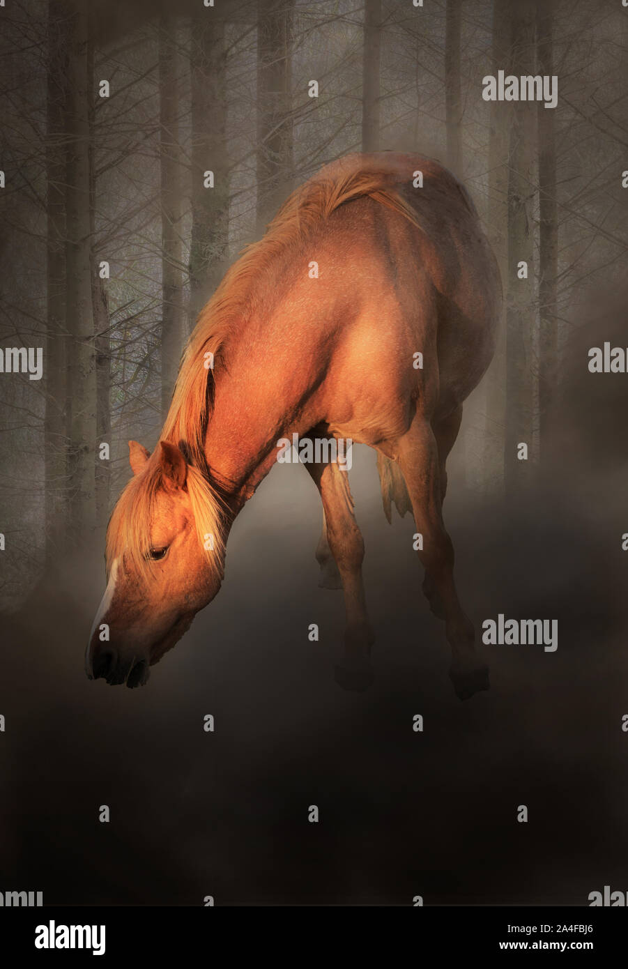 Horse in the mist Stock Photo Alamy