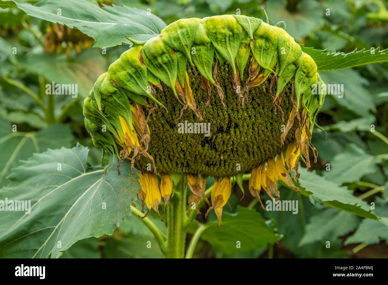 Large single sunflower head hires stock photography and images Alamy