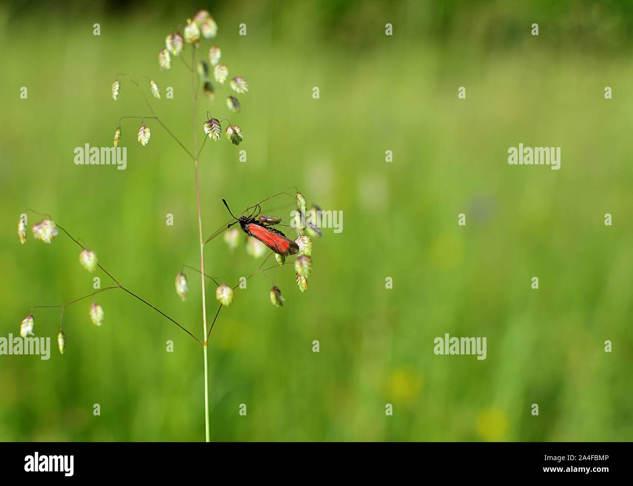 Red against green. Red insect on the Briza media, which is a perennial grass in the family Poaceae and is a species of the genus Briza. Stock Photo