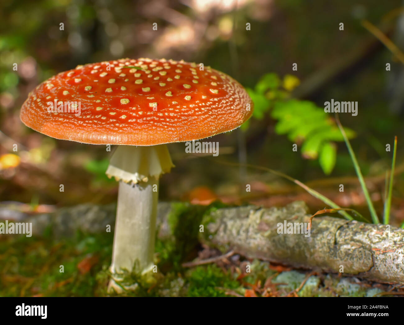 Fly agaric. Mushroom with red and white-spotted cap in the autumn forest. Red and orange color. Autumn is here. Stock Photo