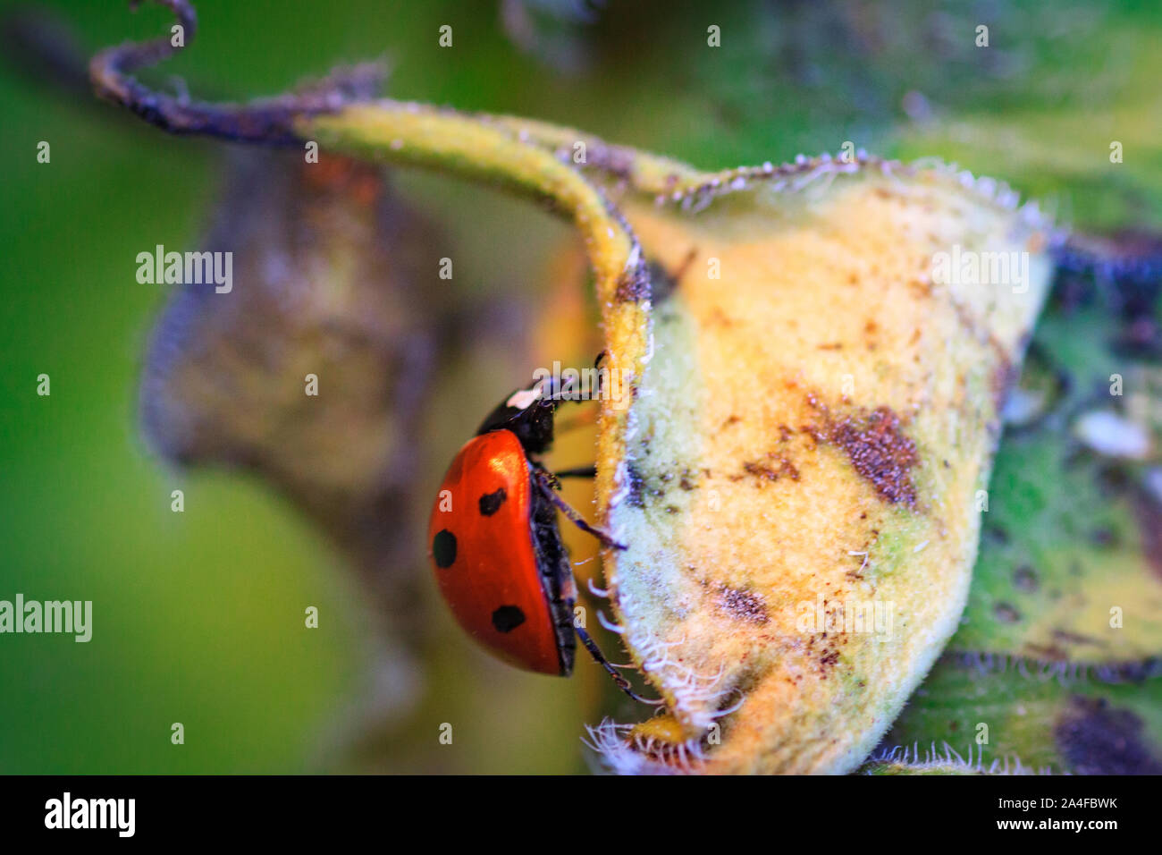 Macro of ladybug on a blade of grass in the morning sun Ladybug bug