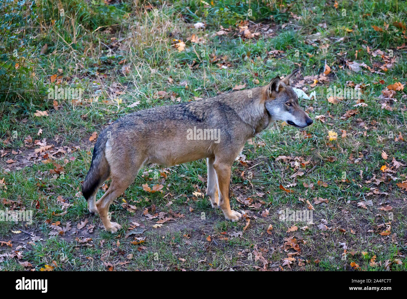 Male specimen of the dominant alpha wolf. The lone wolf standing on the forest path. Splendid specimen of Italian wolf, unique subspecies Canis lupus Stock Photo