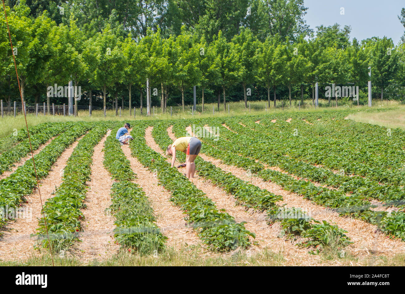 Strawberry plantation for self picking in the city Stock Photo