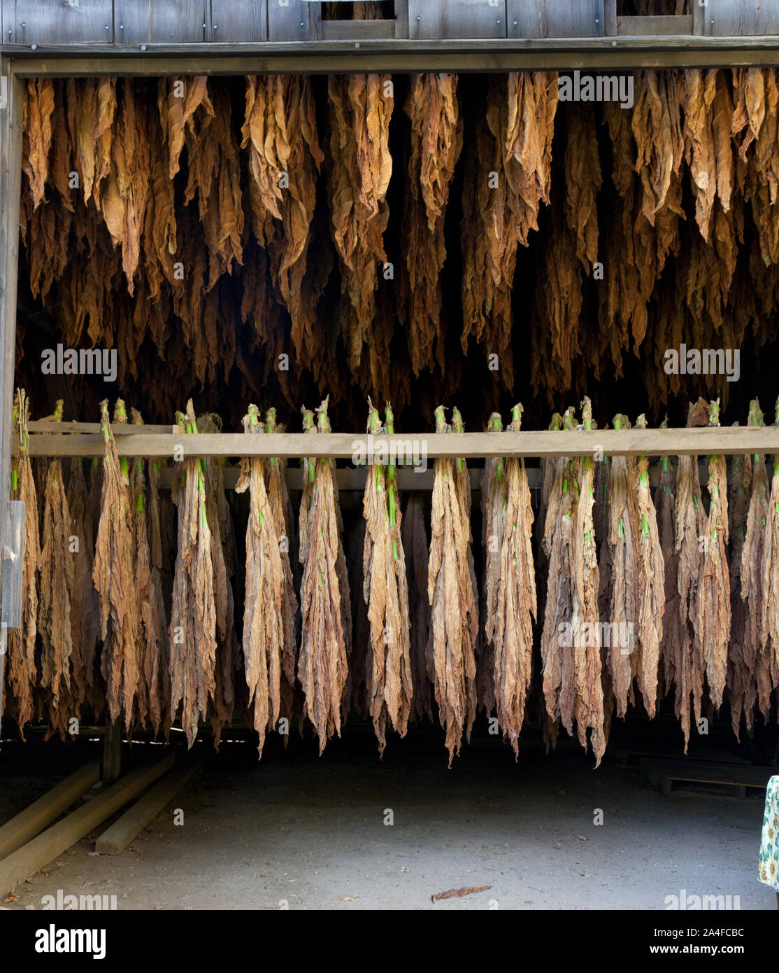 Flue cured tobacco hi-res stock photography and images