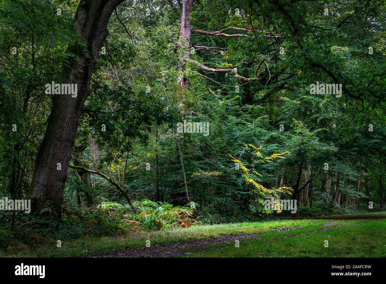 An Autumn scene of woodland in early October before the leaves have turned golden Stock Photo