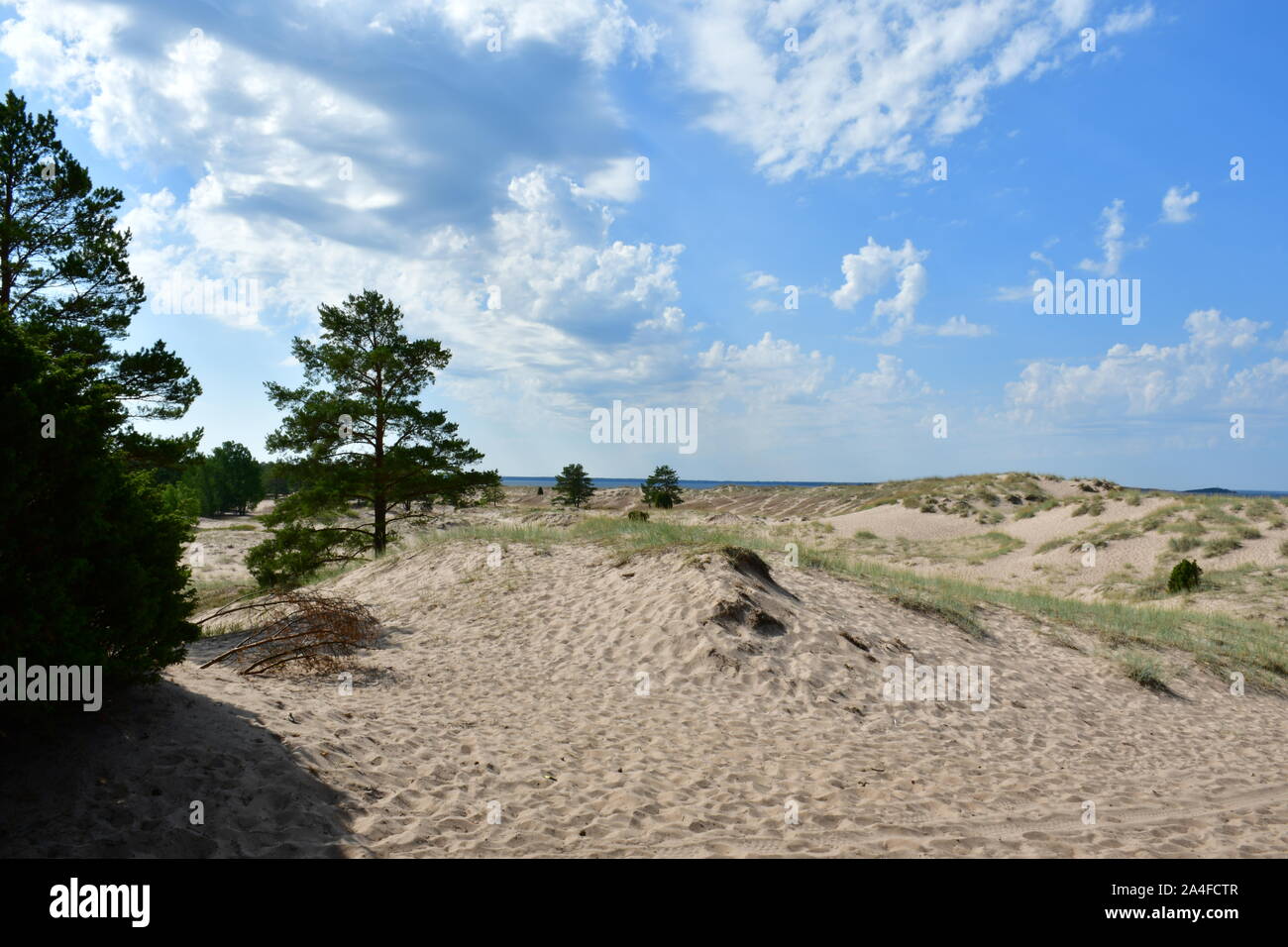 Trees growing in dune beach in Finland Stock Photo