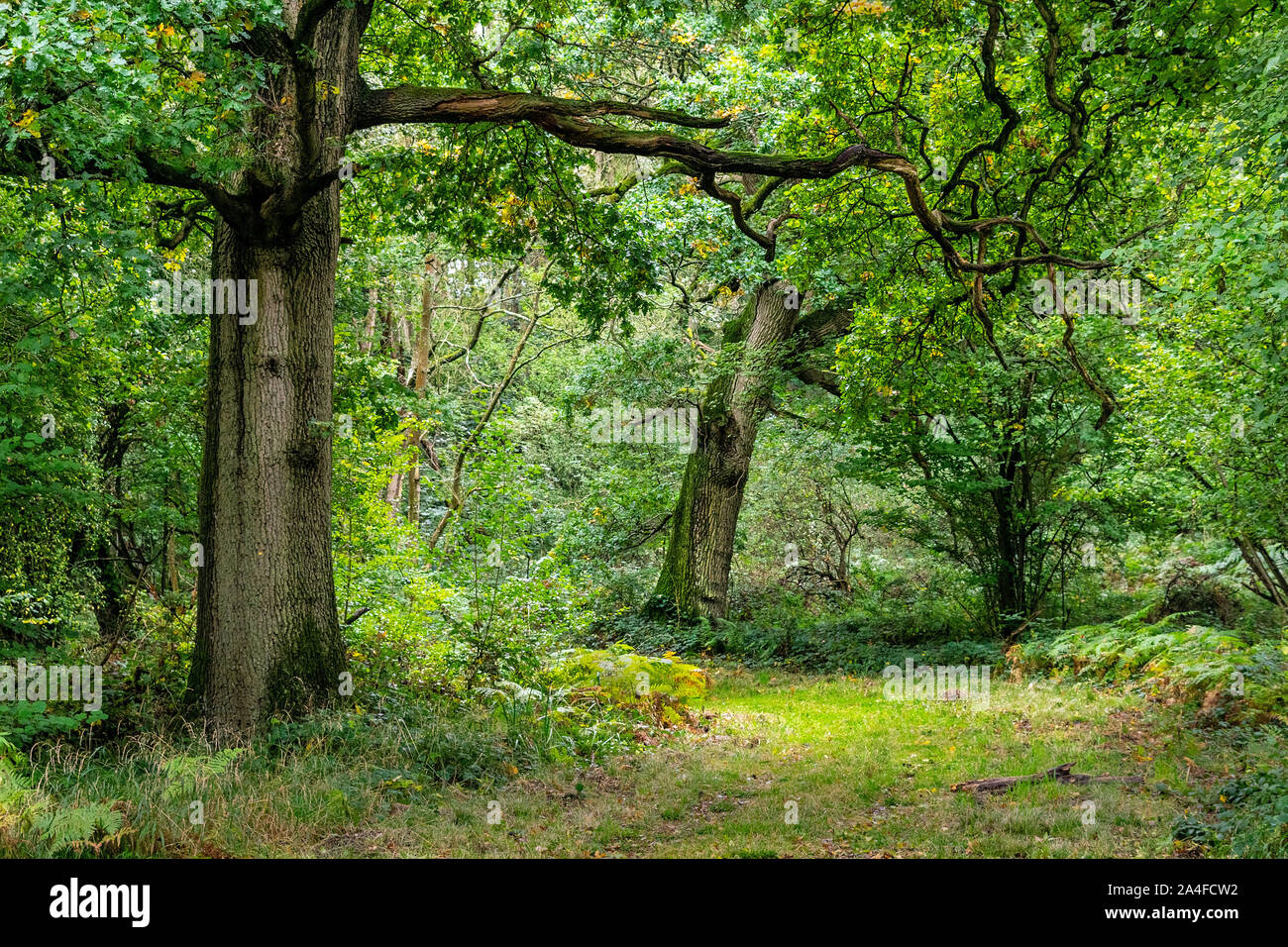 An Autumn scene of woodland in early October before the leaves have turned golden Stock Photo