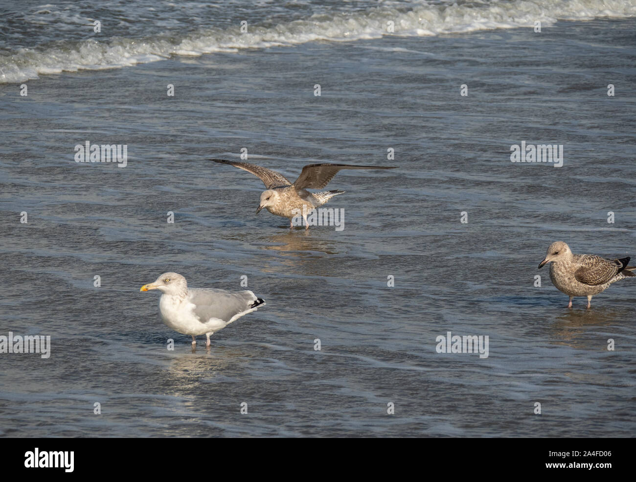 seagull on the beach Stock Photo