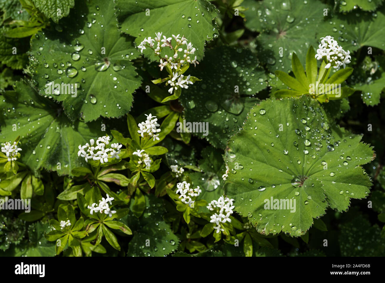 Small white flowers and lush green leaves of Lady Mantle ( Alchemilla Mollis ) after a Summer shower. Stock Photo