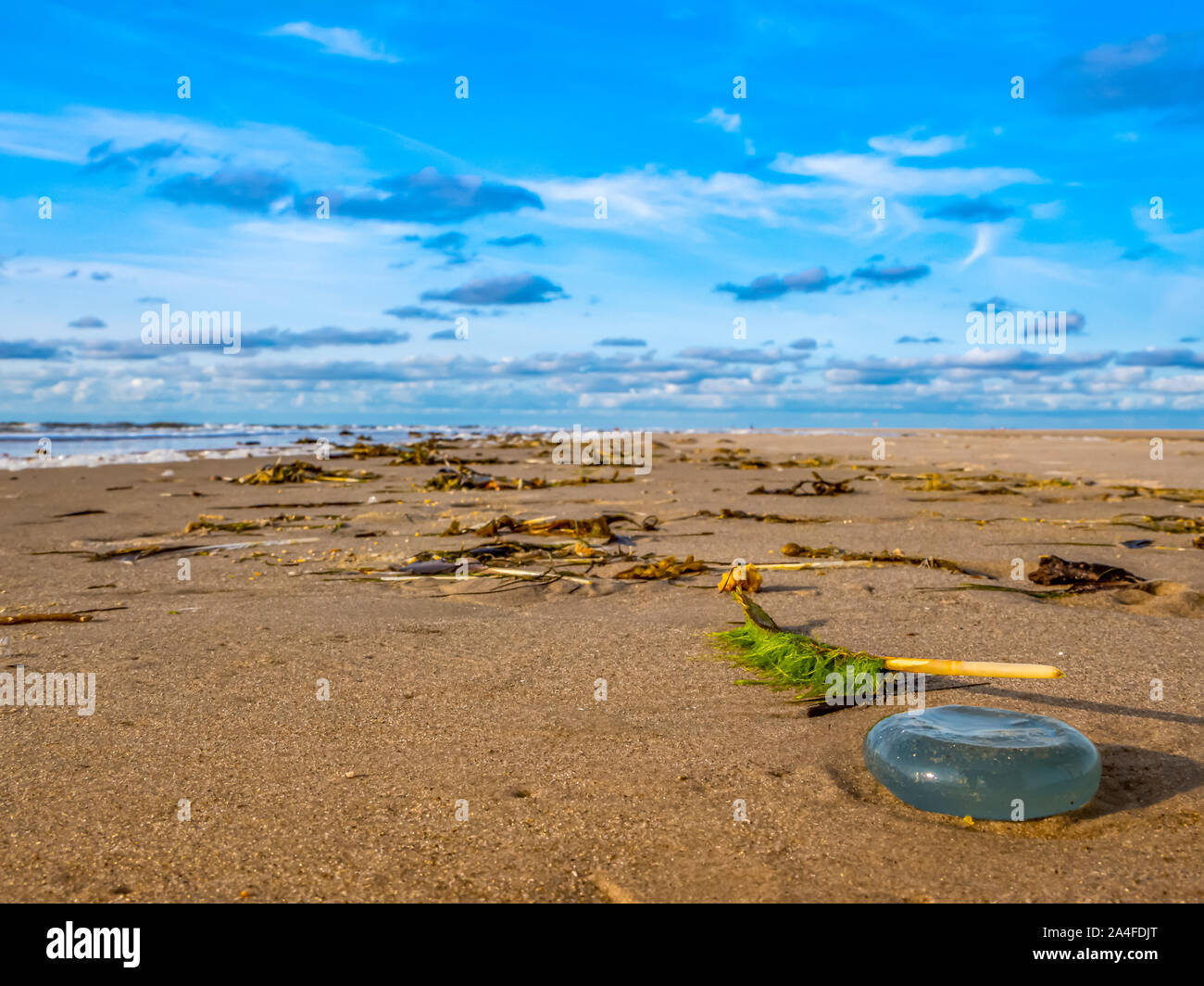 Jellyfish at low tide on the North Sea Stock Photo