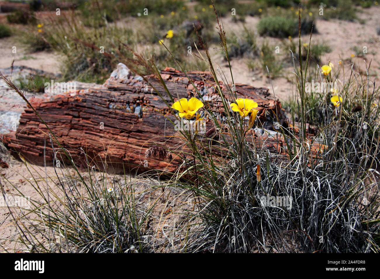 Yellow wildflowers growing next to a lump of petrified tree trunk wood in the Petrified Forest National Park, Arizona, USA on Route 66 Stock Photo