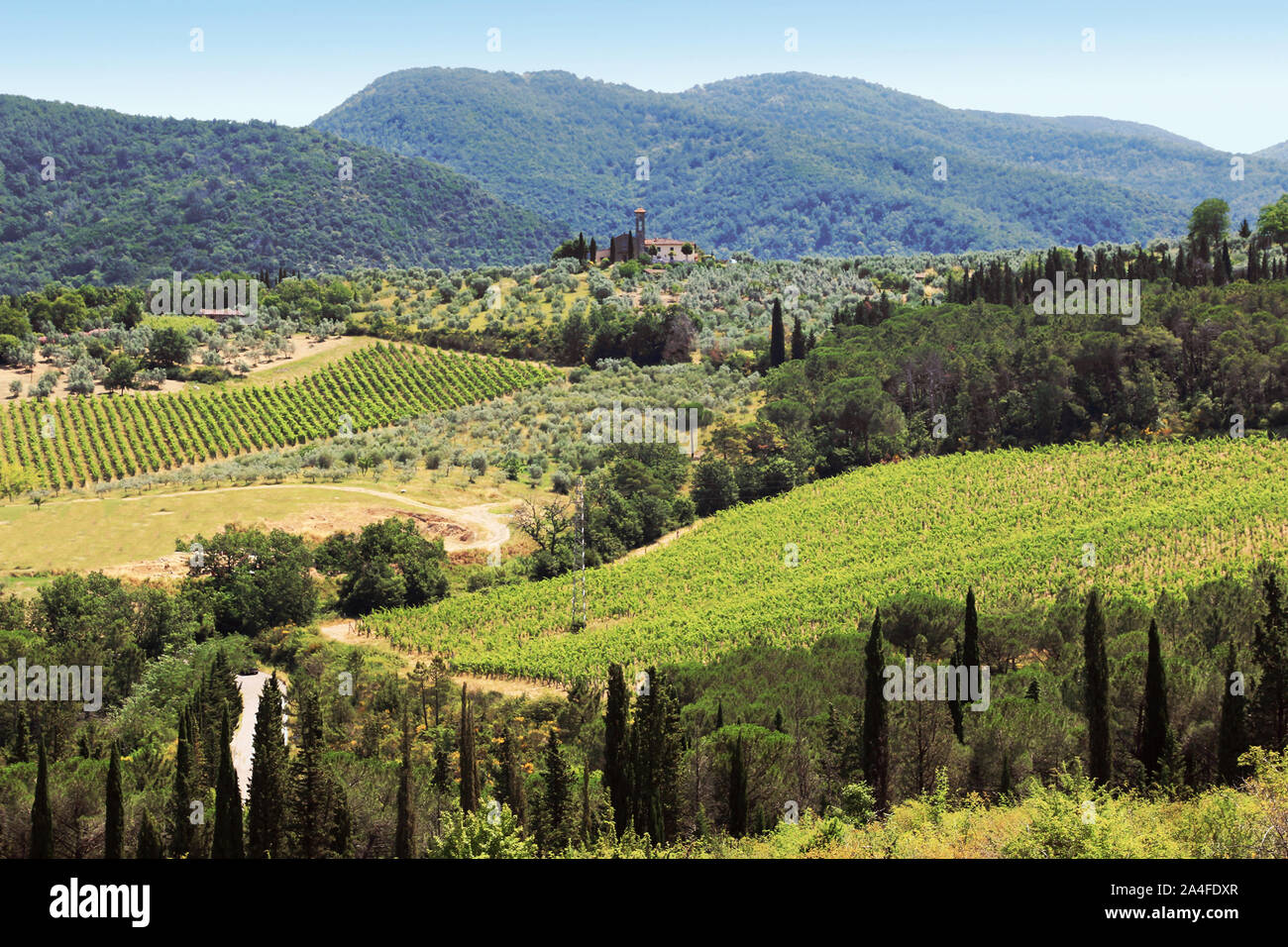 Hills, vineyards, olive trees and cypresses in Chianti. Stock Photo