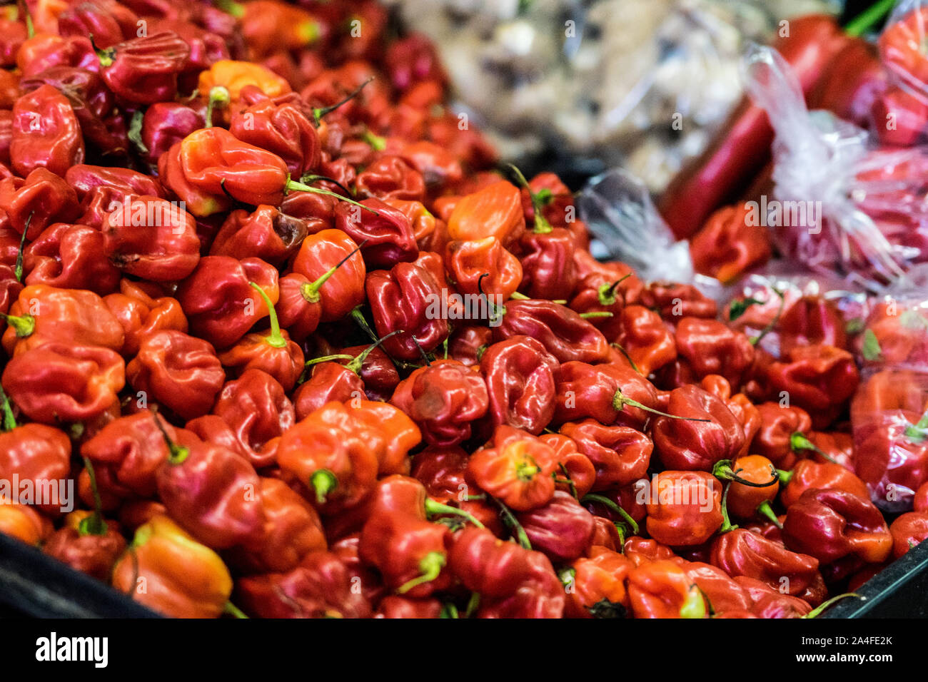 Caribbean red habanero pepper is more than 80 times hotter than a jalapeno Stock Photo Alamy
