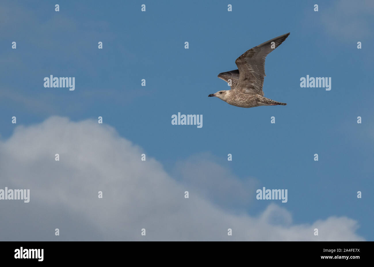 seagull in the air Stock Photo