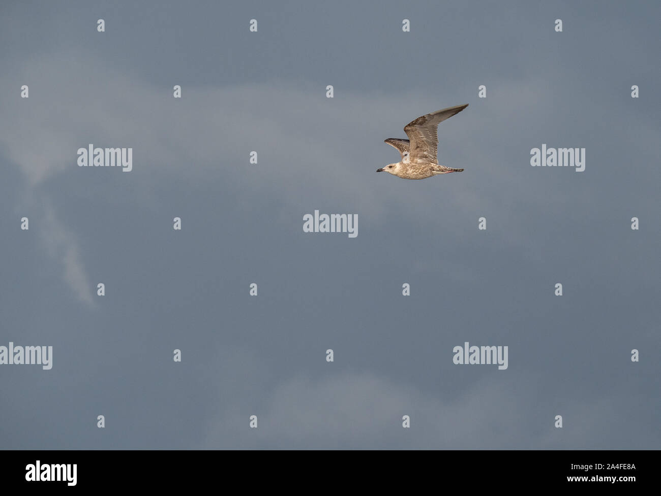 seagull in the air Stock Photo