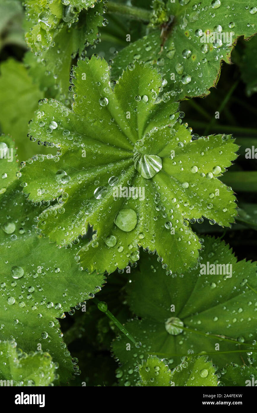Rain collects in the lush green leaves of Lady Mantle ( Alchemilla Mollis ) after a Summer shower. Stock Photo