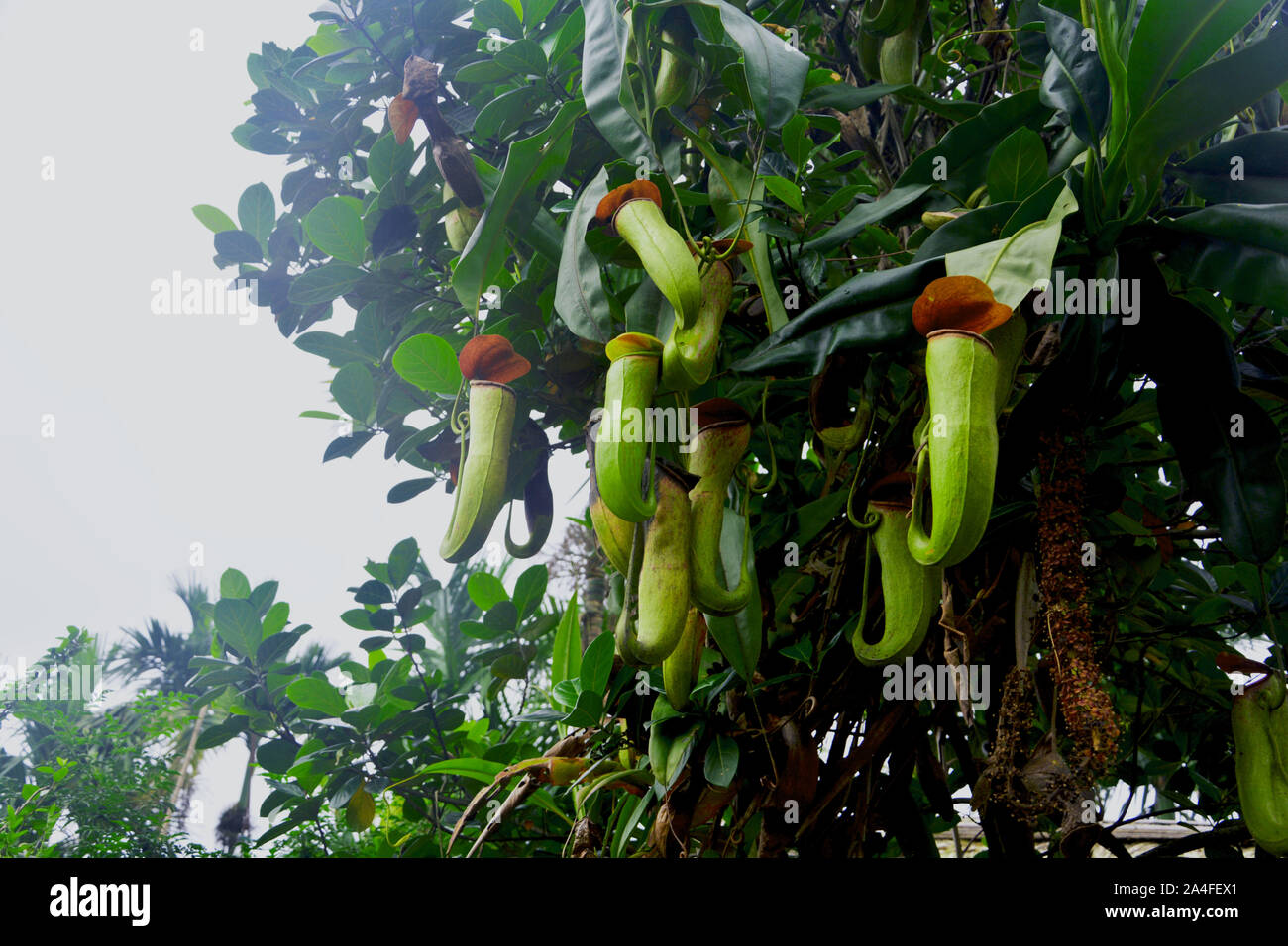 Pitcher plant - Nepenthes is a genus of carnivorous plants, also known as tropical pitcher plants Stock Photo