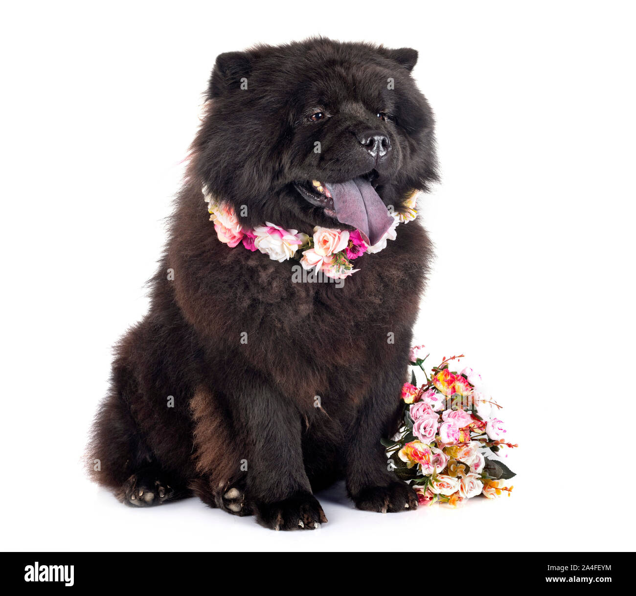 black chow chow in front of white background Stock Photo - Alamy