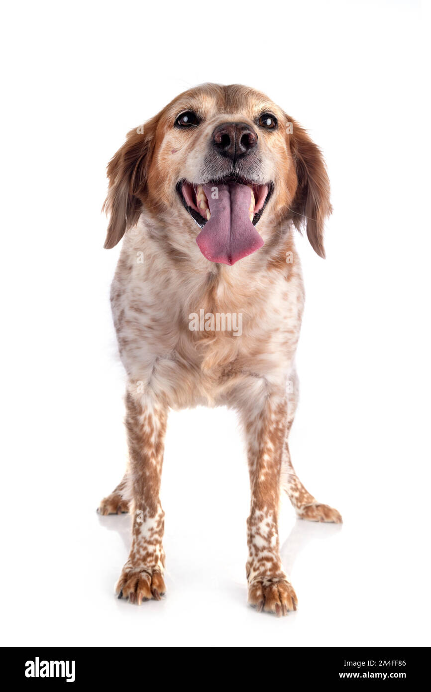 brittany dog in front of white background Stock Photo - Alamy