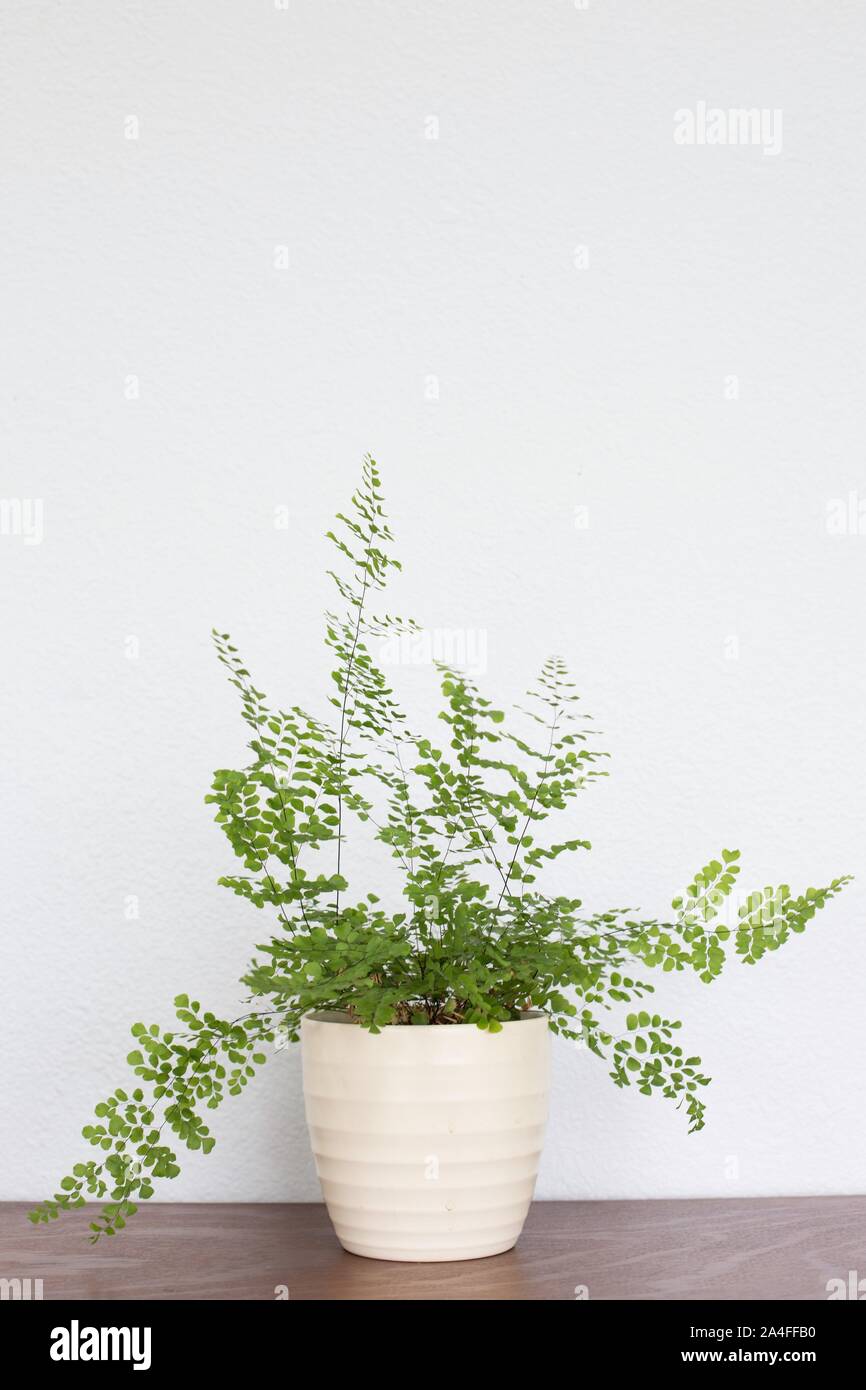 Fern Houseplant Stock Photos Fern Houseplant Stock Images Alamy
