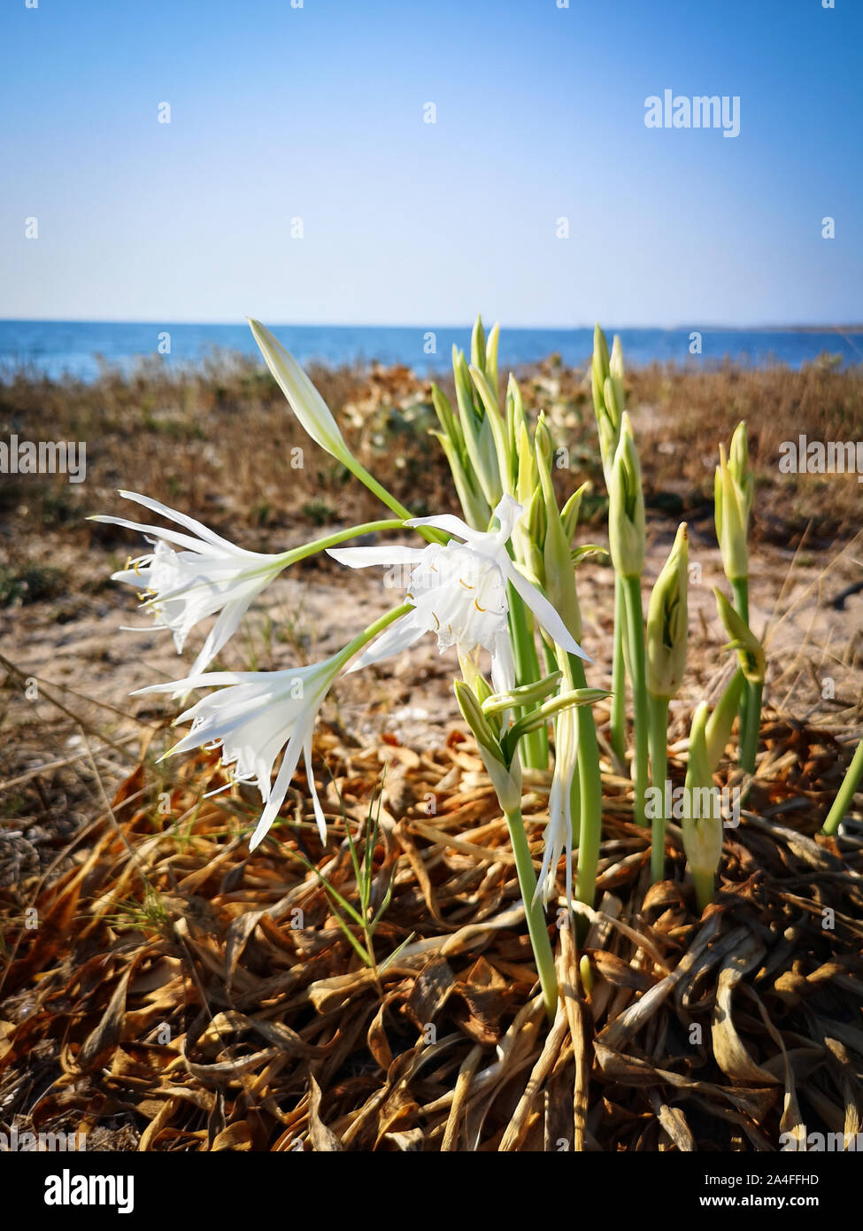 Sea lily sinking its roots in the sand. Pristine Sardinia. Stock Photo