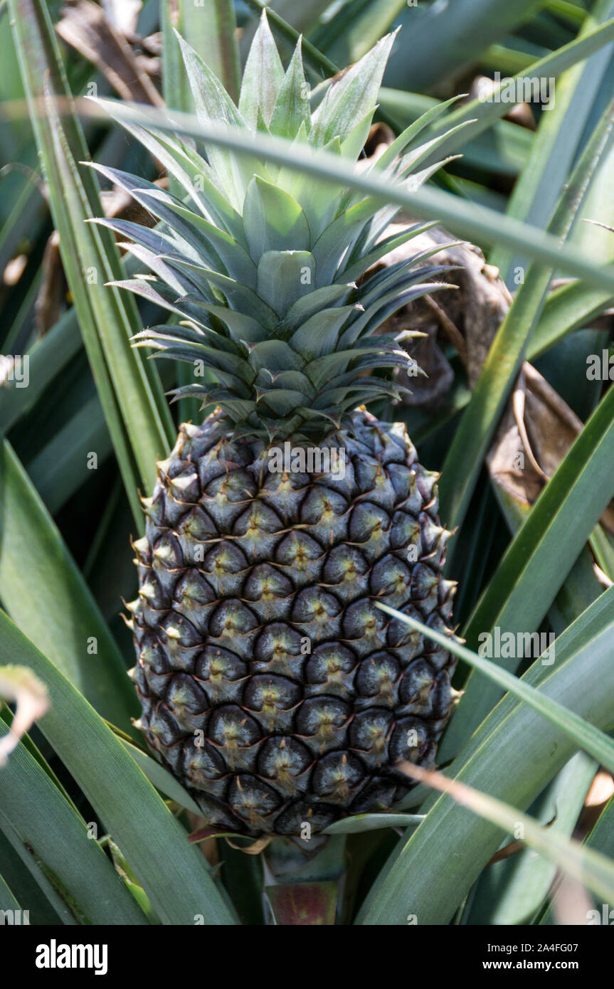 A ripe pineapple in a pineapple plantation on the Sunshine coast in Queensland, Australia