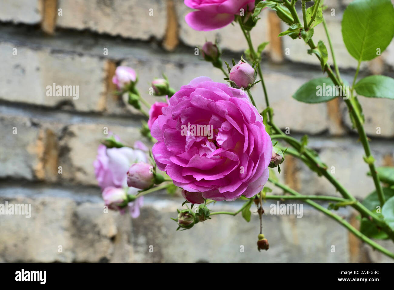 Old English Roses with brick wall in the background Stock Photo