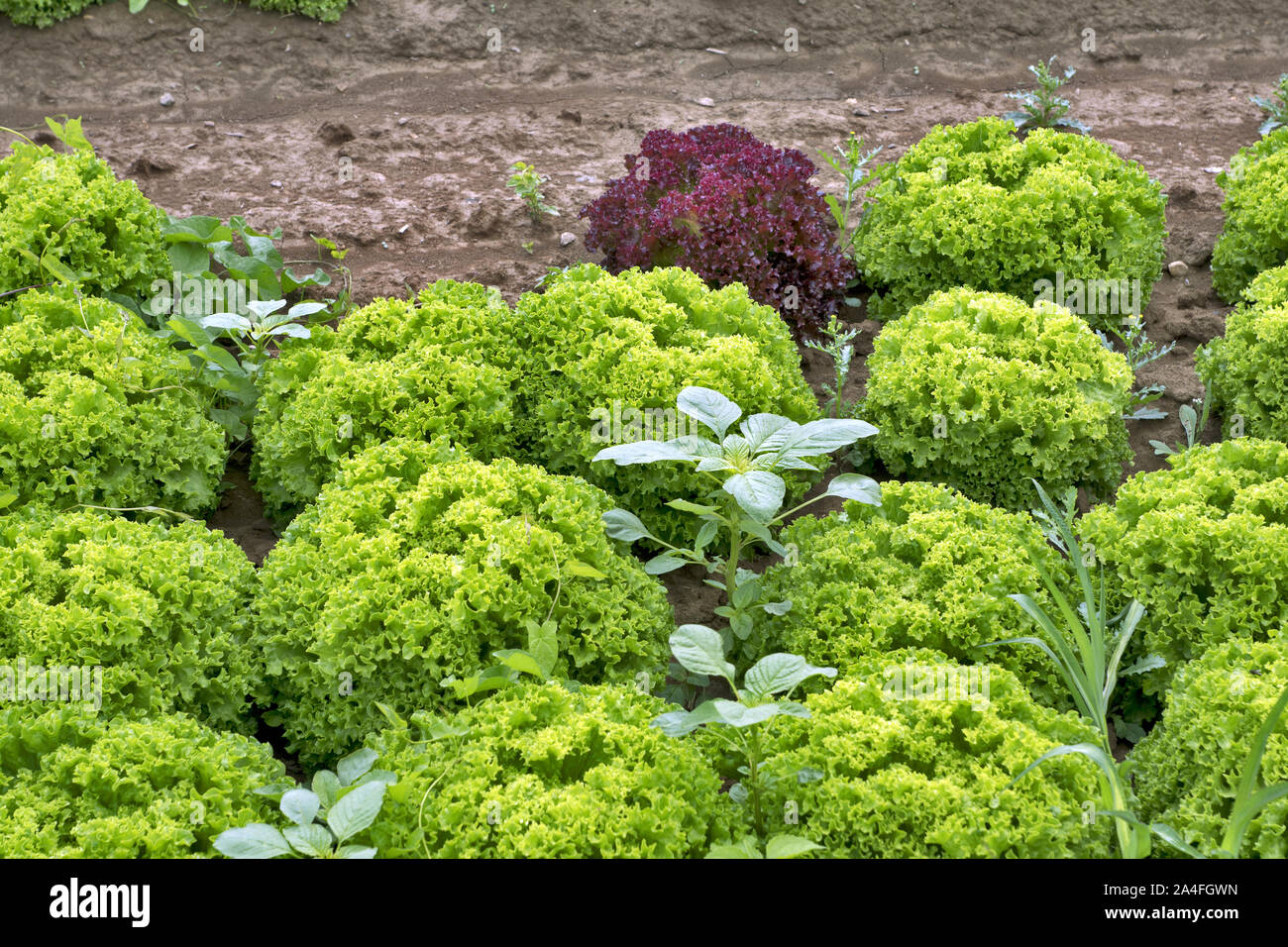 Lollo bianco and lollo rosso salad field Stock Photo