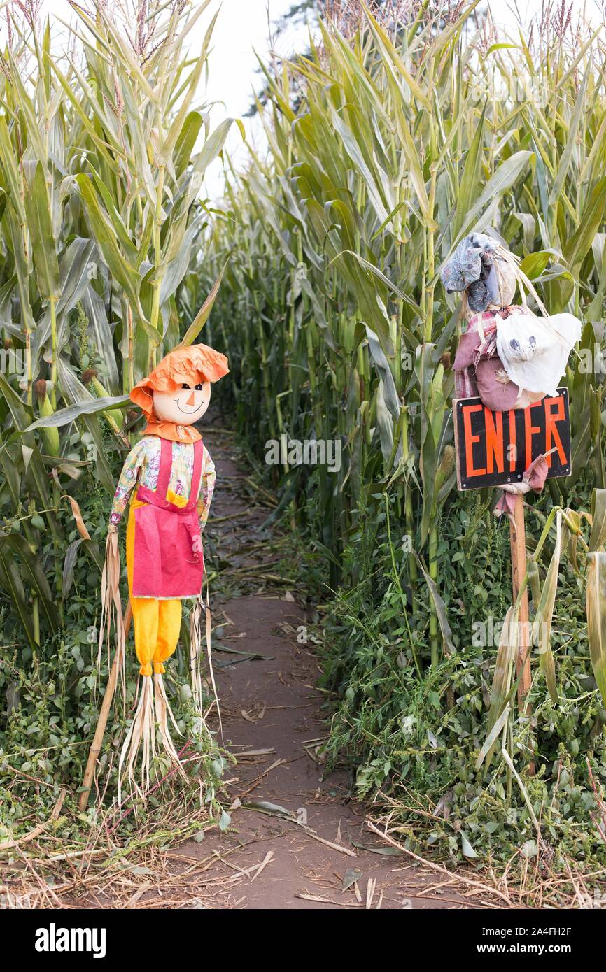 The entrance to a corn maze in Harrisburg, Oregon, USA Stock Photo Alamy