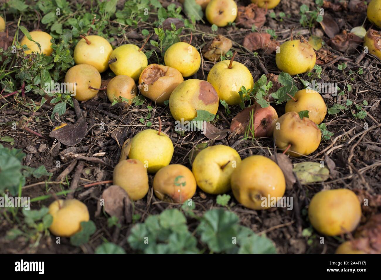 Apples On The Ground High Resolution Stock Photography and Images Alamy