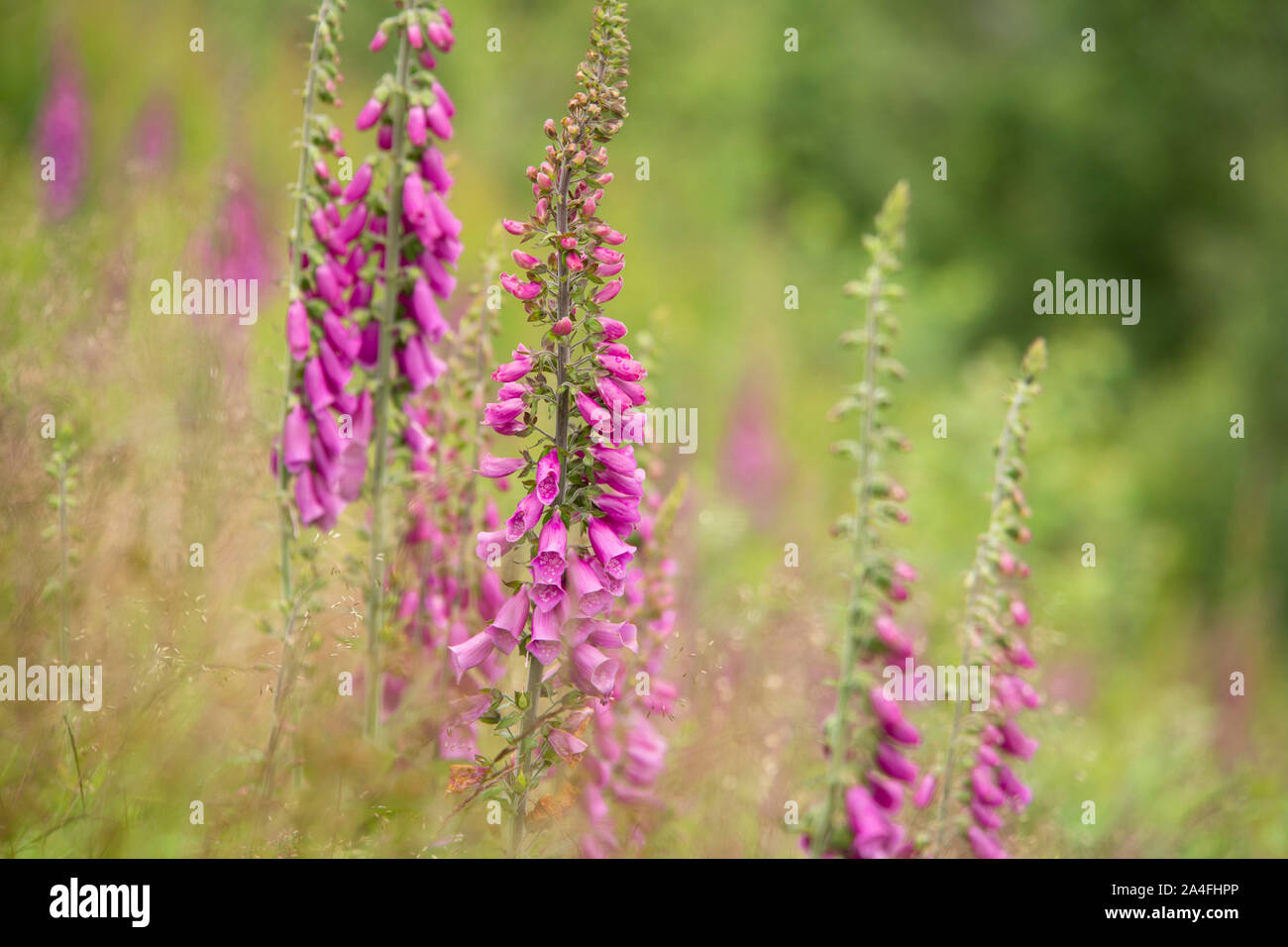 Digitalis growing on a hillside in Norway, Europe Stock Photo Alamy