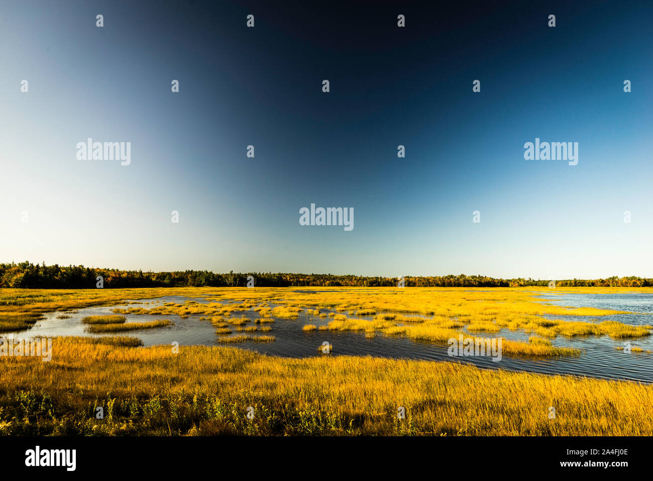 Salt Marsh Bertrand, New Brunswick, CA Stock Photo Alamy