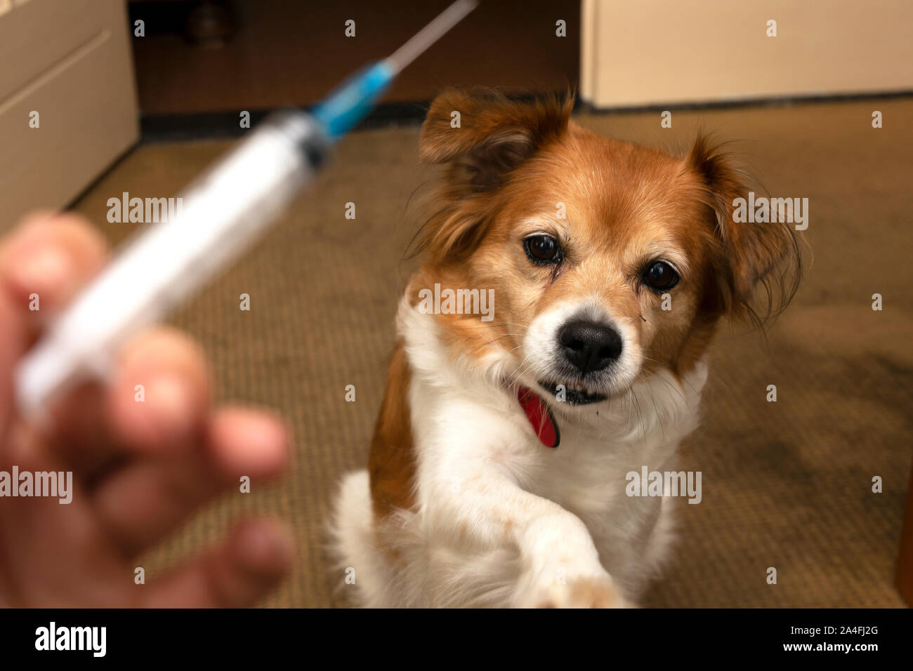 Can You Get Rabies From Petting A Dog