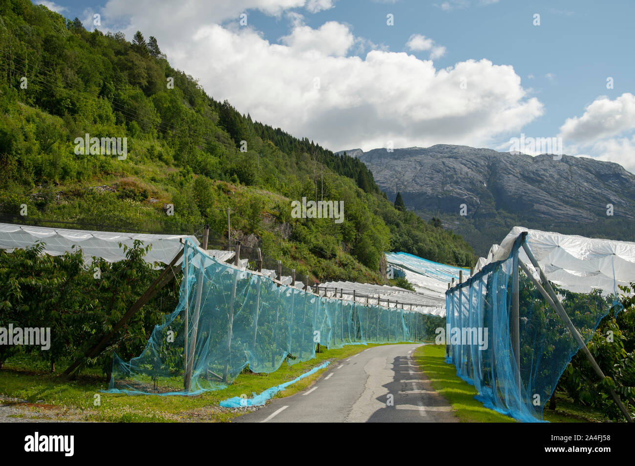 A cherry orchard hi-res stock photography and images - Alamy