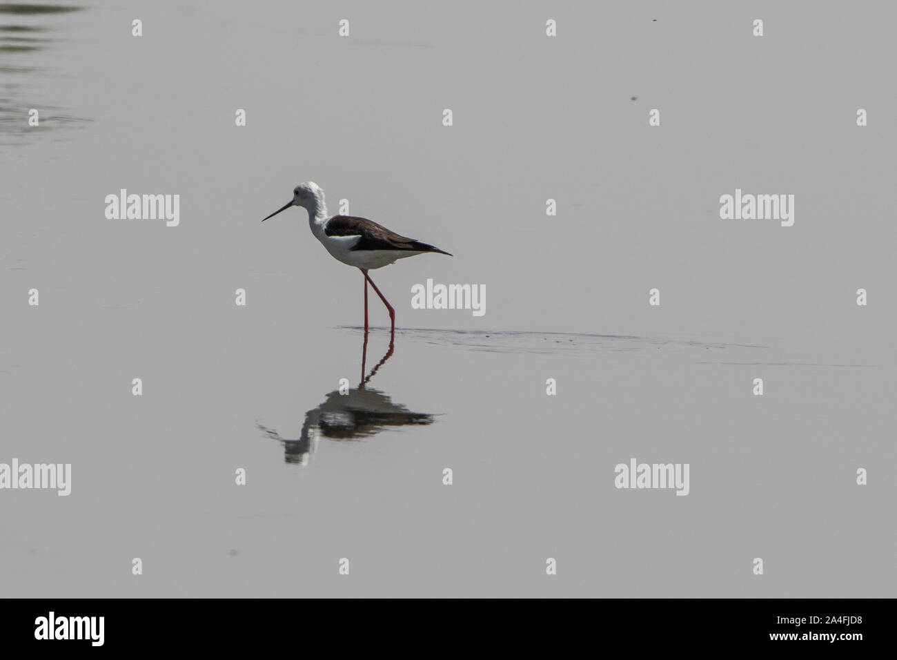 Black Winged Stilt Stock Photo Alamy