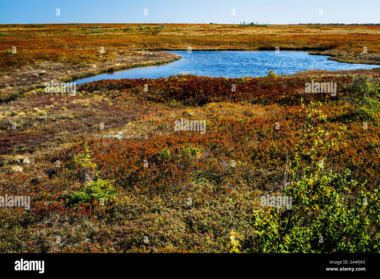 Miscou Island Interpretive Peat Bog Boardwalk Miscou, New Brunswick, CA