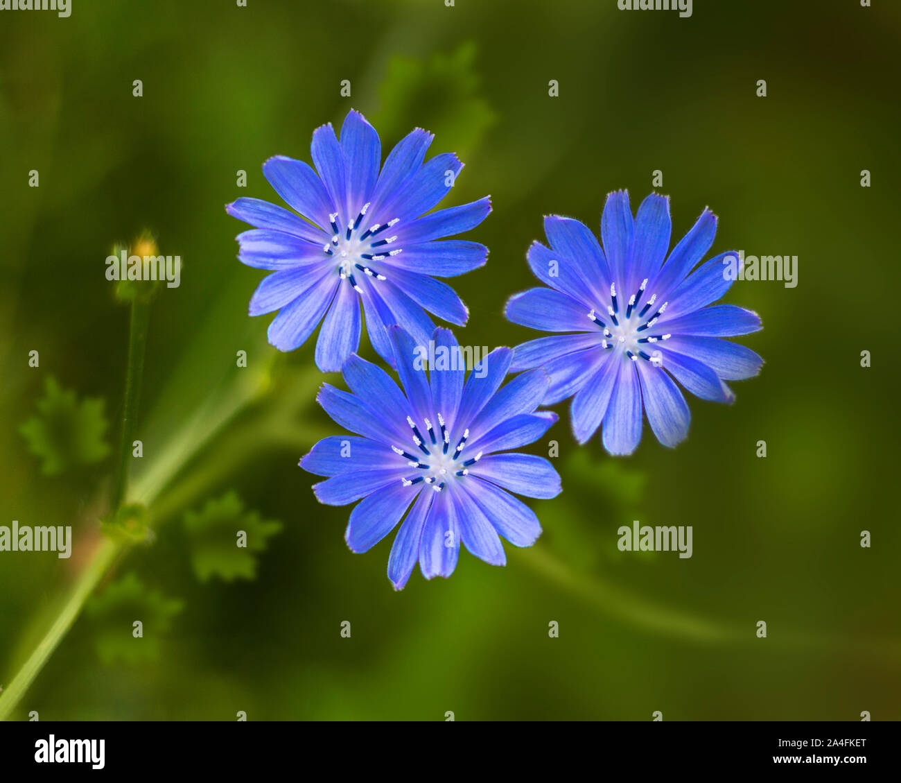 Common chicory or willd chicory flower, family Asteraceae,usually with bright blue flowers. Rome Italy. Stock Photo