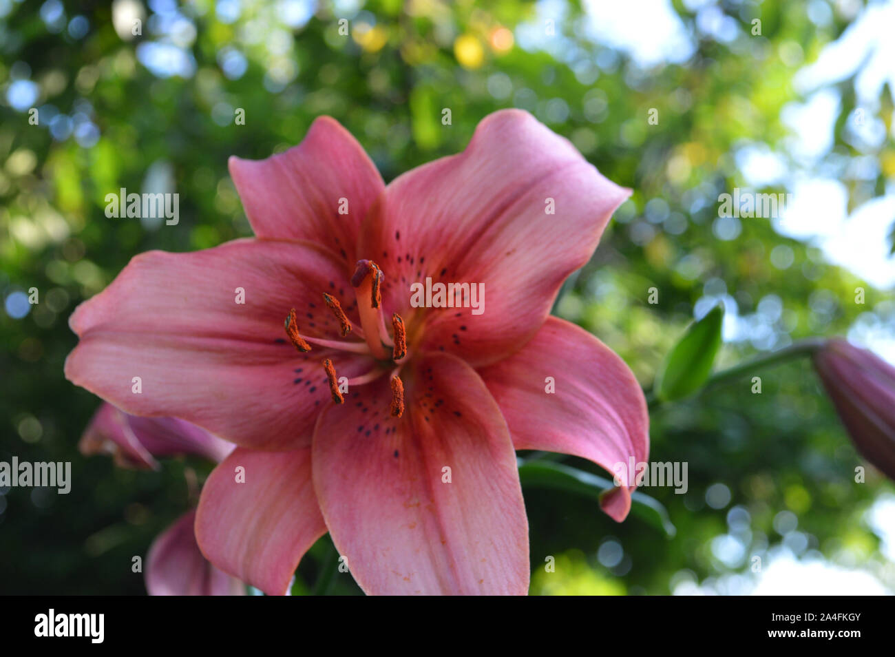 Asiatic Hybrid Lily (Lilium hybridum) in garden Stock Photo Alamy