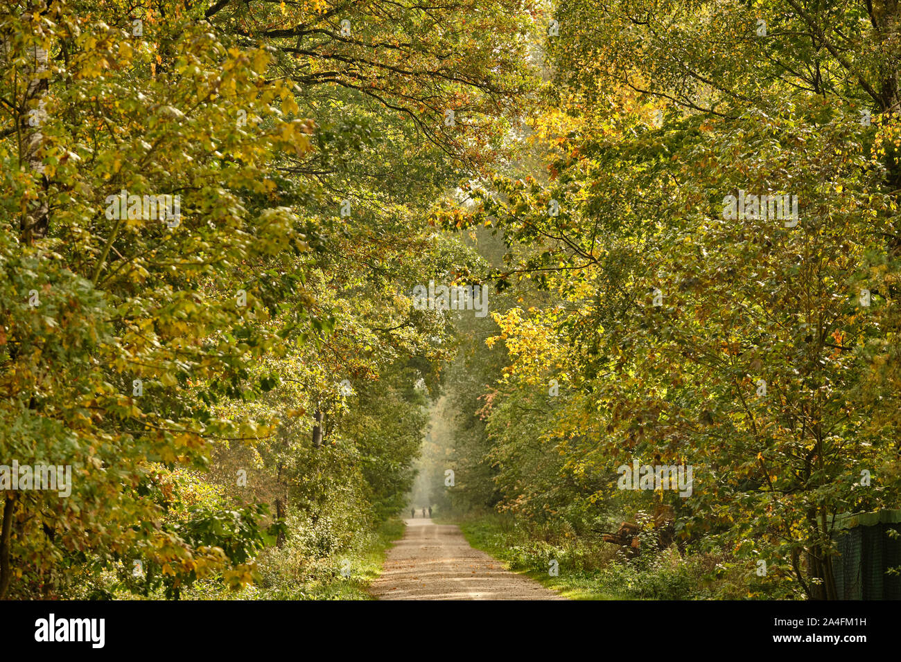 Beautiful landscape at the beginning of autumn with a long gravel road leading through an idyllic forest with the leaves turning yellow. Seen in Septe Stock Photo