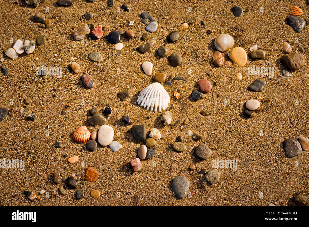 Seashells on the seashore Stock Photo - Alamy