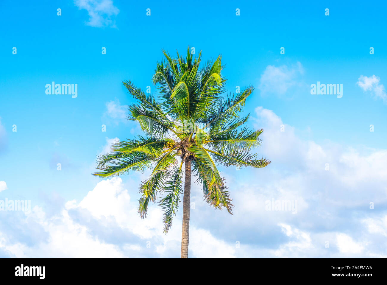 One palm tree on blue sky with clouds Stock Photo