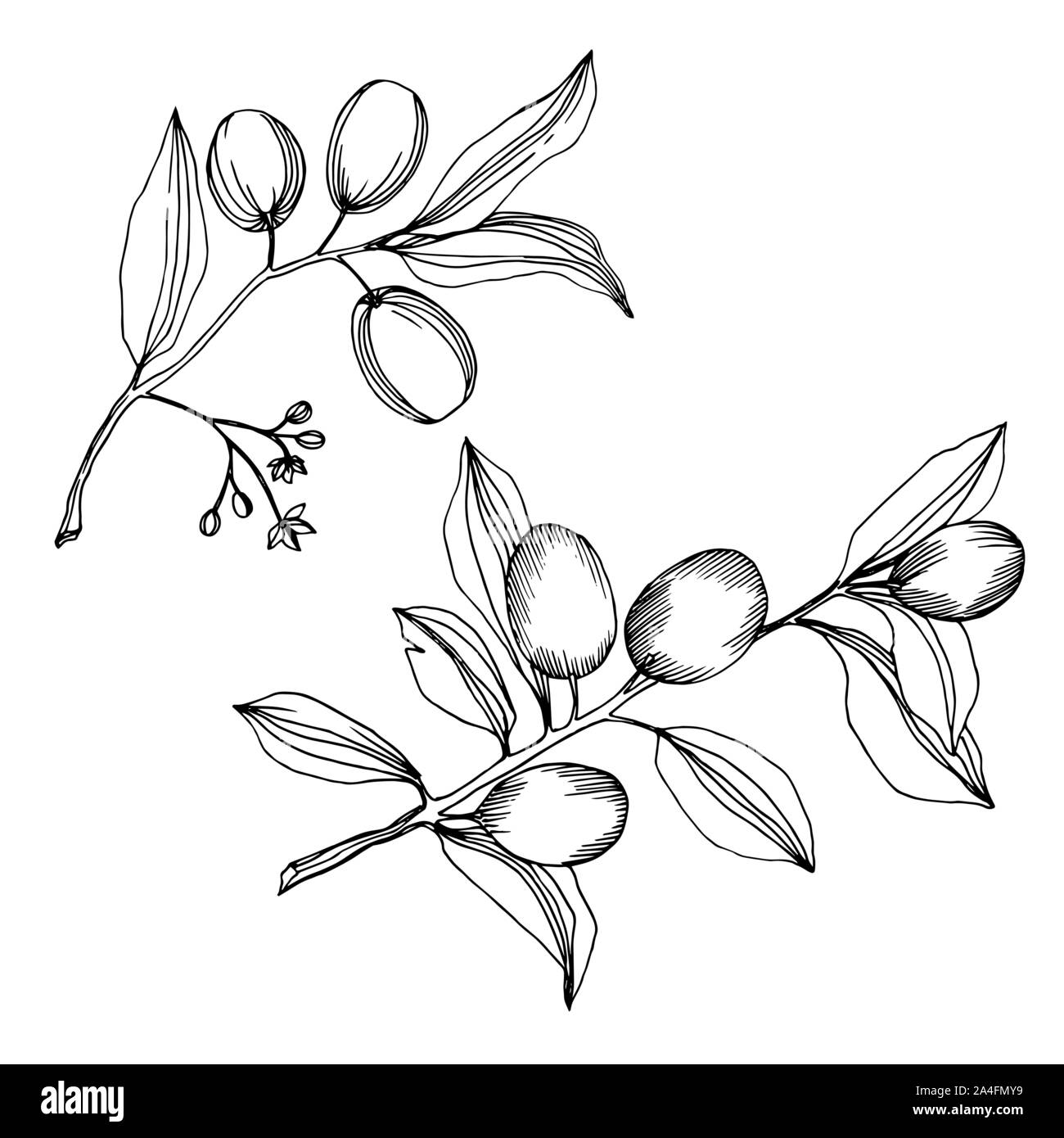 Vector Olive branch with fruit. Black and white engraved ink art ...