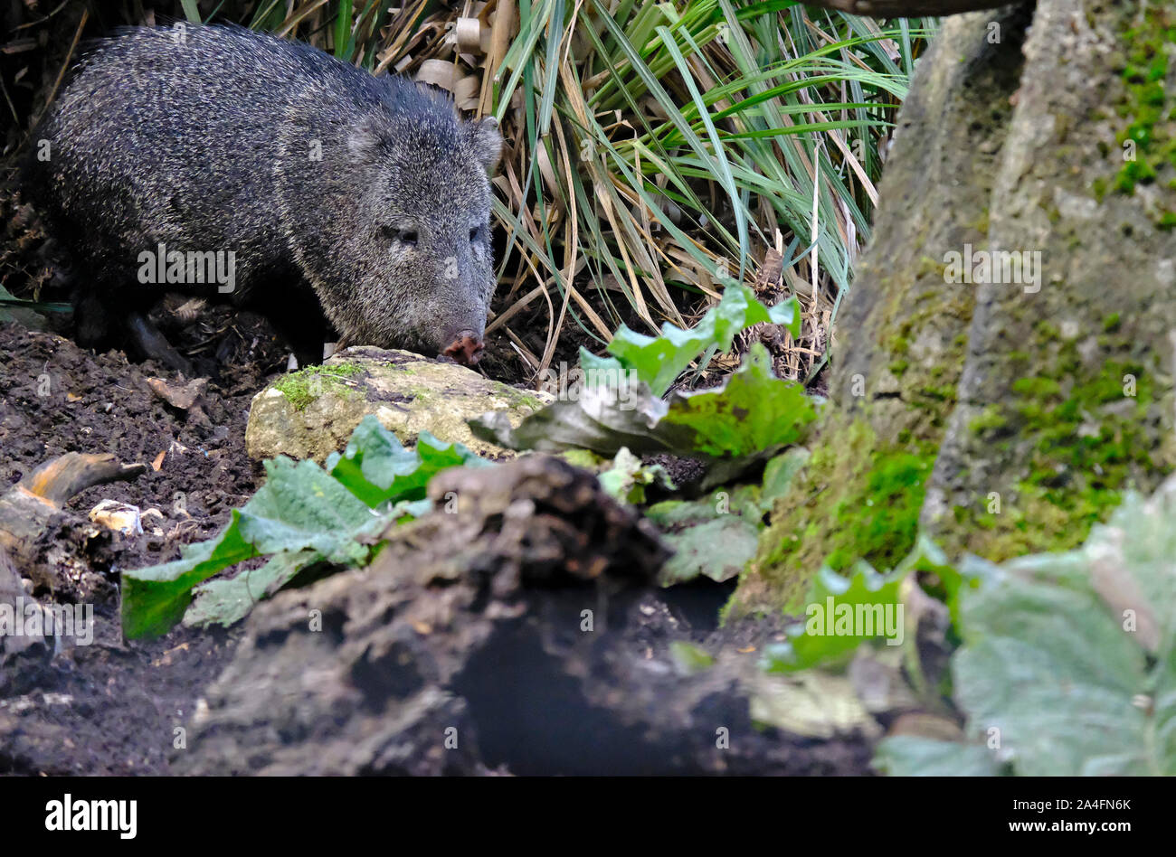 An adult Collared Peccary (Pecari tajacu) snuffling in the undergrowth for food (captive) Stock Photo